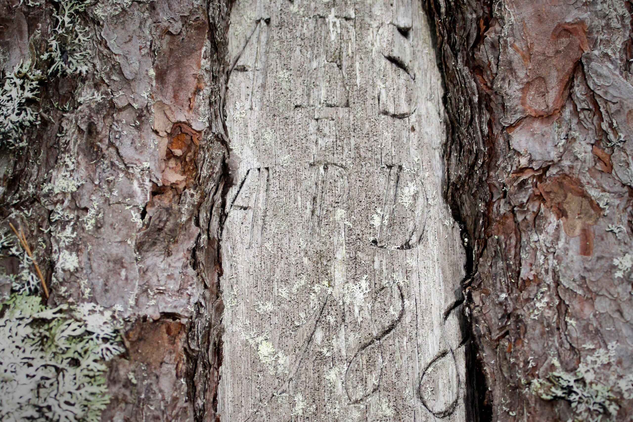 Gammal kärlek hugges icke