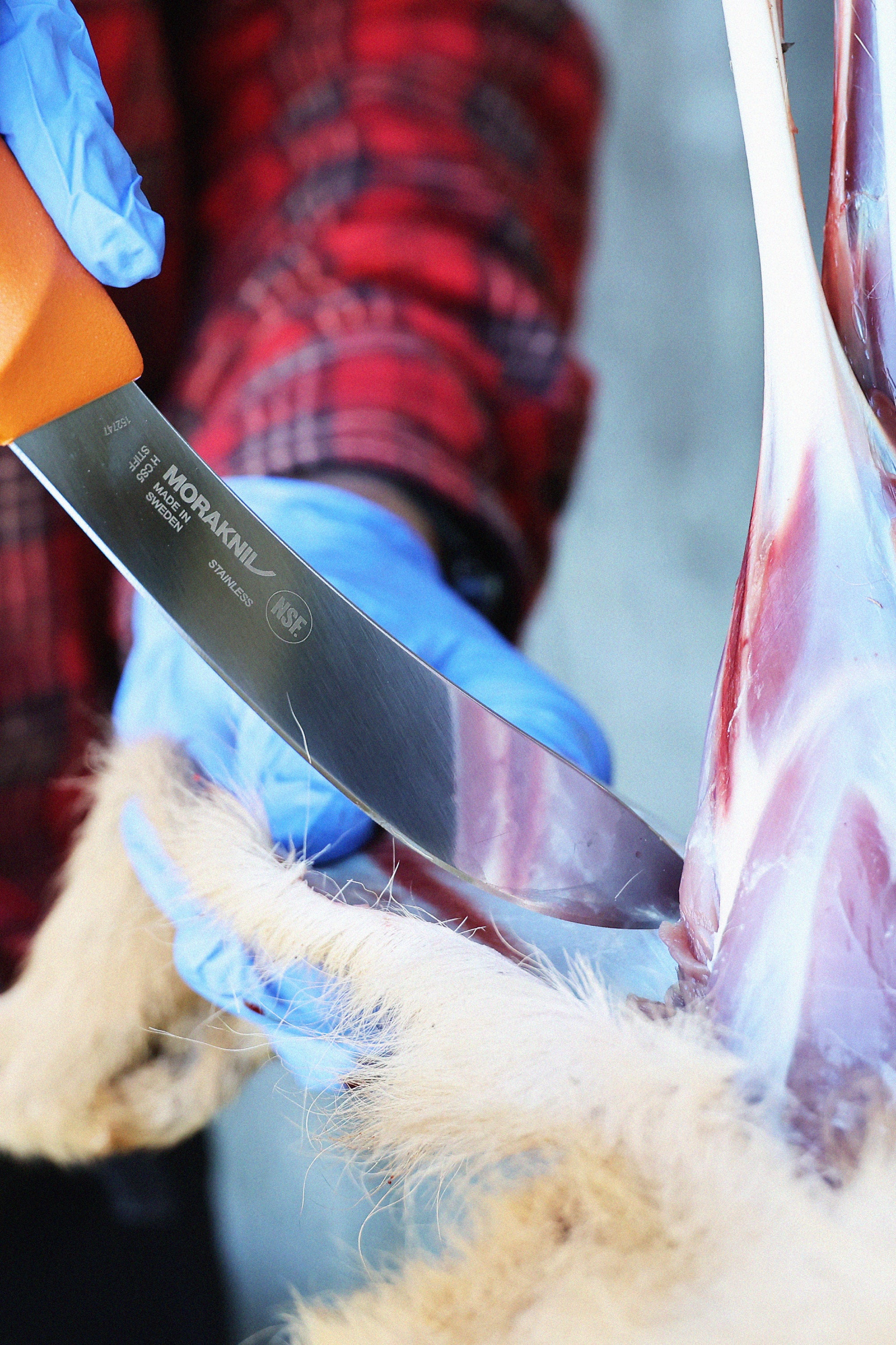 Hunting_Skinning_Lifestyle_2_3.jpg